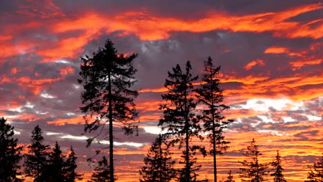 Hermoso-Atardecer-Teñido-De-Naranja-En-El-Bosque,-Parque-Nacional-De-Harz,-Alemania,-Estático