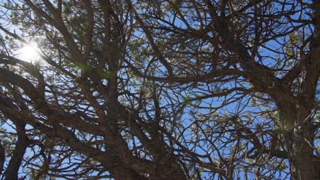 The-radiant-sun-shines-through-the-angular-tree-branches-of-Walnut-Canyon,-AZ