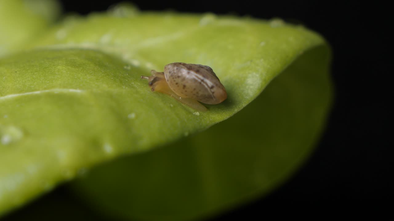 검은 배경을 가진 전문 스튜디오의 녹색 식물에 있는 작은 달팽이의 매크로 영상