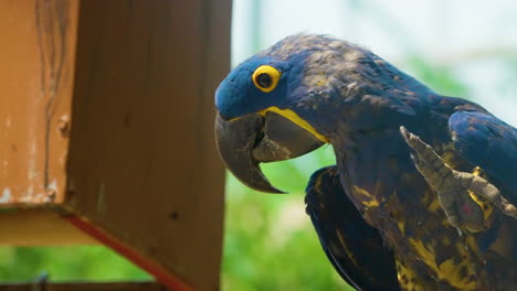 close-up view of a vibrant blue hyacinth macaw