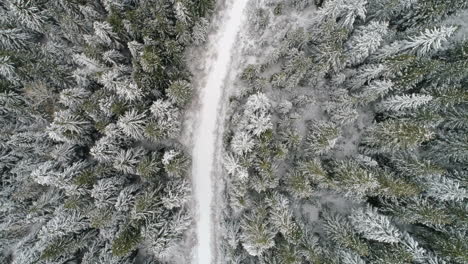 road passing through the snow covered pine forest 4k