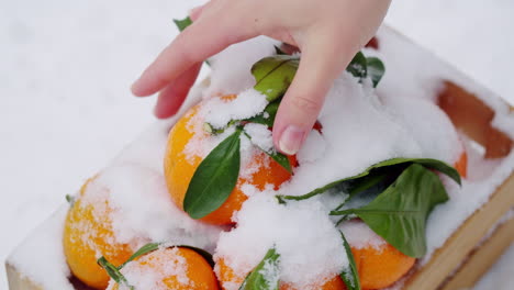 oranges in snow