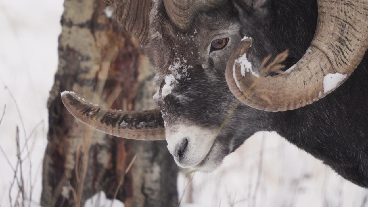 Dall Sheep Ram (Ovis dalli) In Yukon Territory, Canada. Close-up Shot