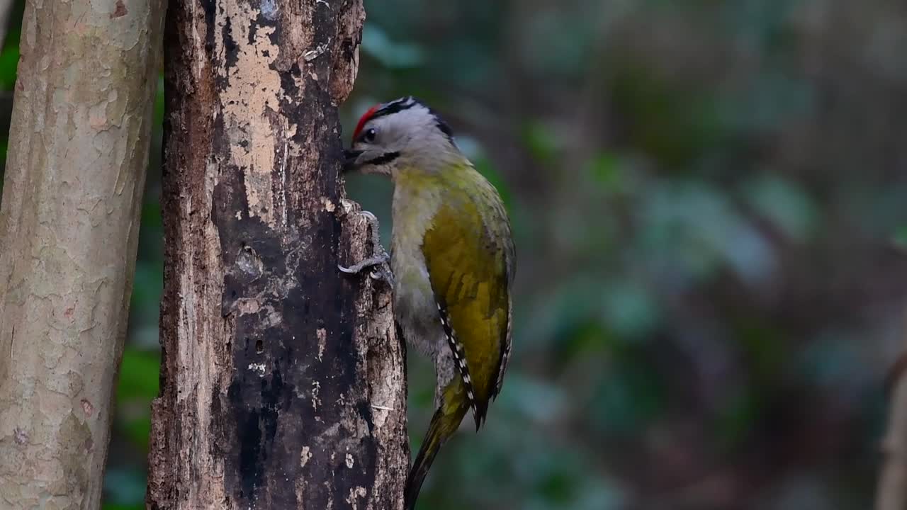 el pájaro carpintero de cabeza gris también se llama pájaro carpintero de cara gris se encuentra en muchos parques nacionales en tailandia y es muy particular en la elección de su hábitat para que prospere