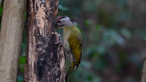 The-Grey-headed-Woodpecker-is-also-called-the-Grey-faced-woodpecker-is-found-in-a-lot-of-national-parks-in-Thailand-and-it-is-very-particular-in-choosing-its-habitat-in-order-for-it-to-thrive