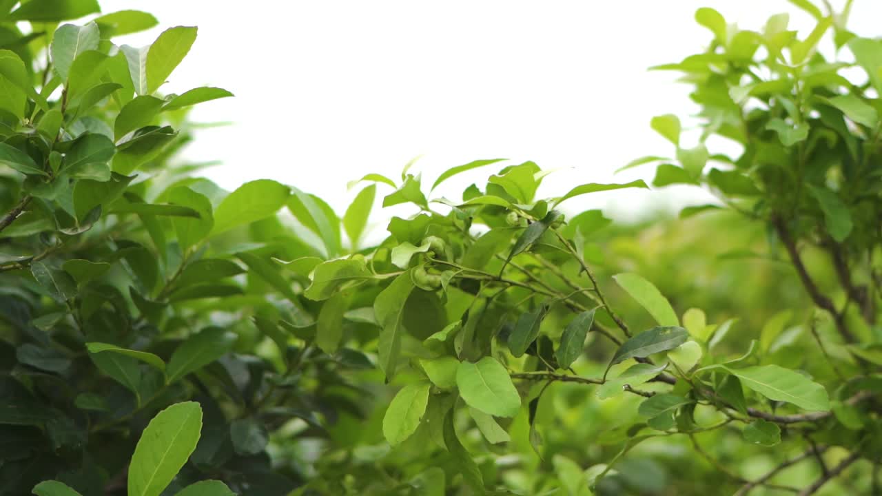 movimiento lento primer plano del árbol frutal