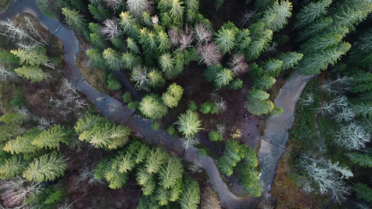 árboles letones a finales de otoño a la luz de la noche