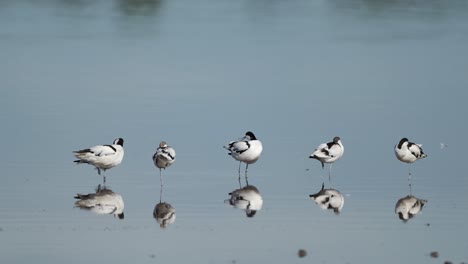 aves africanas en el lago ndutu en áfrica en el área de conservación de ngorongoro en el parque nacional de ndutu en tanzania, pied avocet, un pájaro de vadeo africano en un safari de vida silvestre, aves de pie en el agua
