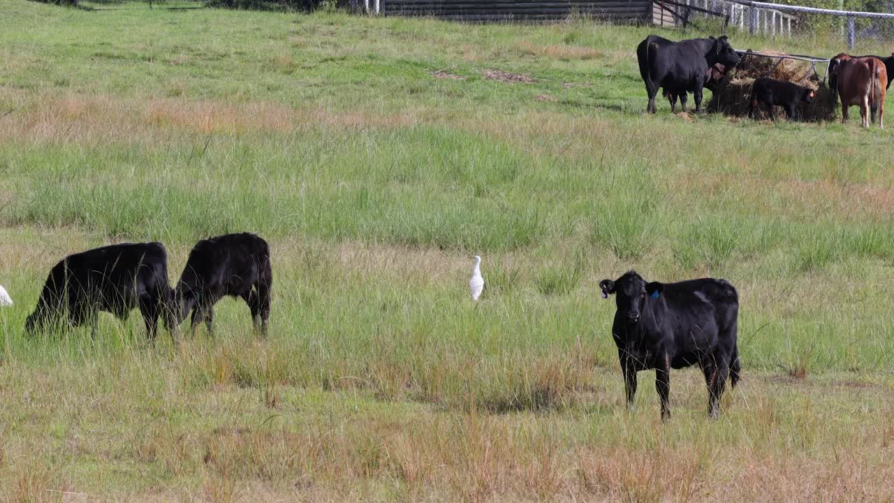 과 송아지 들 이 평화롭게 풀 에서 먹이를 먹고 있다