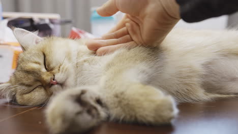 Hombre-Mostrando-Amor-A-Su-Gato-Durmiendo-Pacíficamente