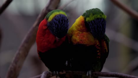 two rainbow lorikeet parrots grooming - close up