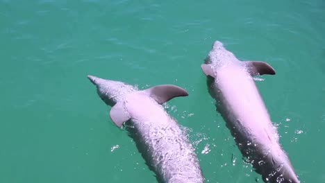 Delfines-27