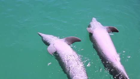 delfines 27