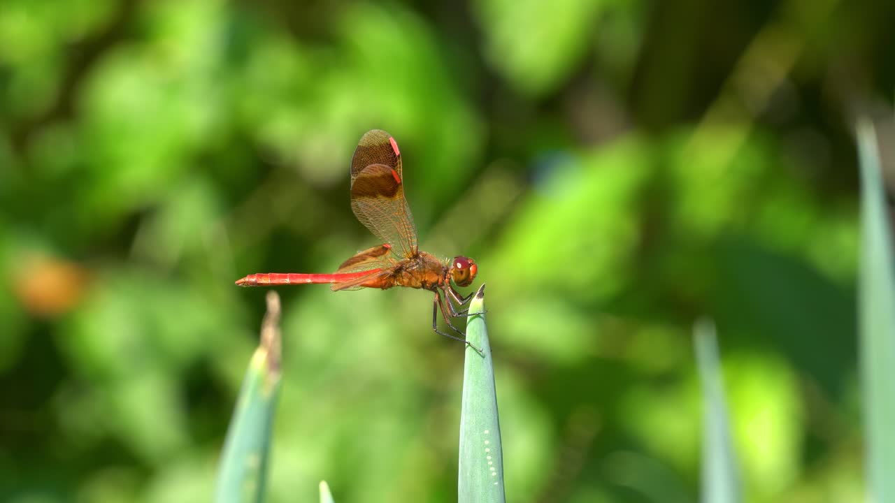 libélula coreana encaramada en la punta de una planta de cebolla verde y volar o despegar en verano