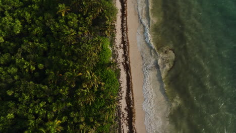 tropical beach and jungle aerial view