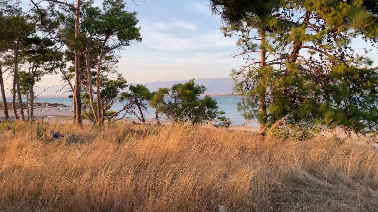 Erba al tramonto ondeggiante nella brezza serale con pini e mare sullo sfondo