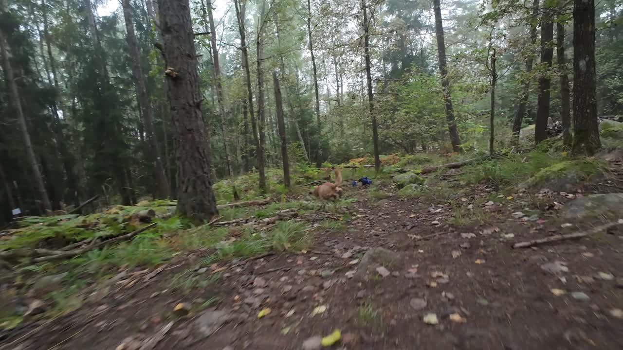 Happy dog running from the camera in a forrest