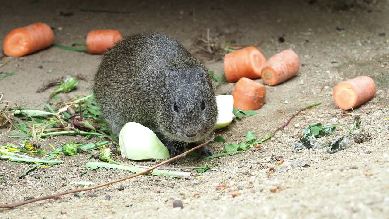 배고픈 기니피그 (카비아 아페레아) 가 채소를 먹고 있다