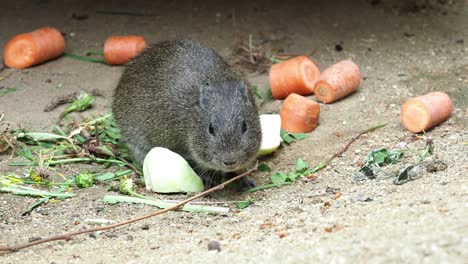 cerdo de indias hambriento (cavia aperea) comiendo verduras