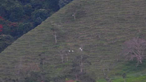 white birds soar past tropical forest on hillside, striking contrast