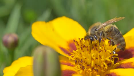 Foto-Macro-De-Un-Trabajador-De-Abejas-Silvestres-Recogiendo-Néctar-De-Pétalos-A-La-Luz-Del-Sol-En-Primavera