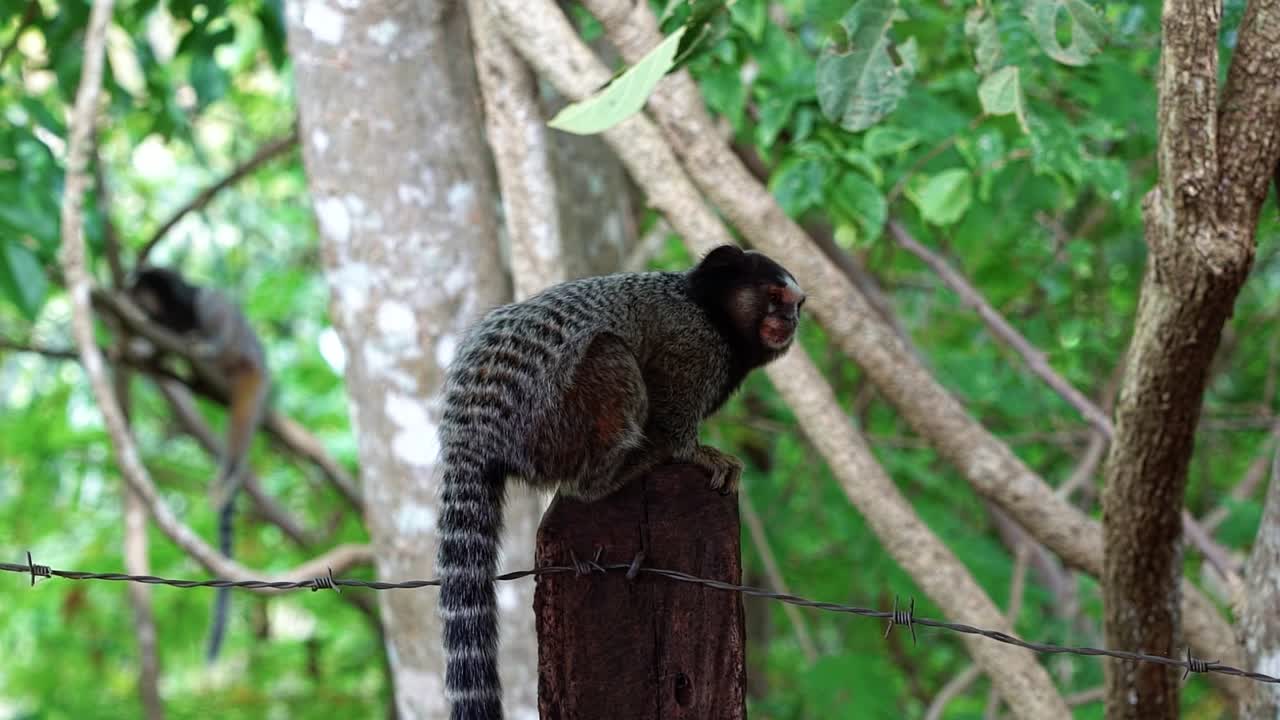 toma en cámara lenta de un adorable tití parado en un poste de madera mirando alrededor con otro tití en el fondo en el hermoso parque nacional chapada diamantina en bahia, noreste de brasil