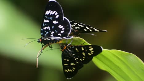 black butterfly partnered with perched on a branch in the backyard