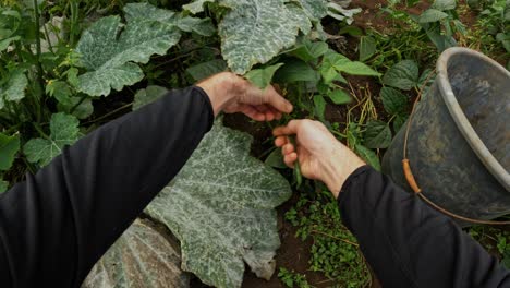 cosechar los cultivos de frijoles a mano