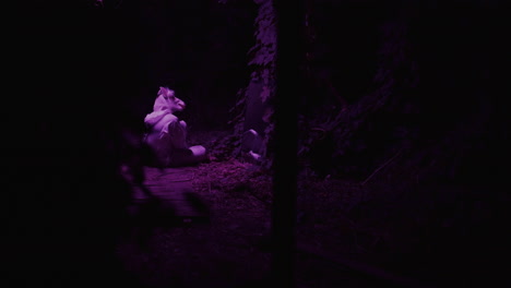 nighttime goat in a forest