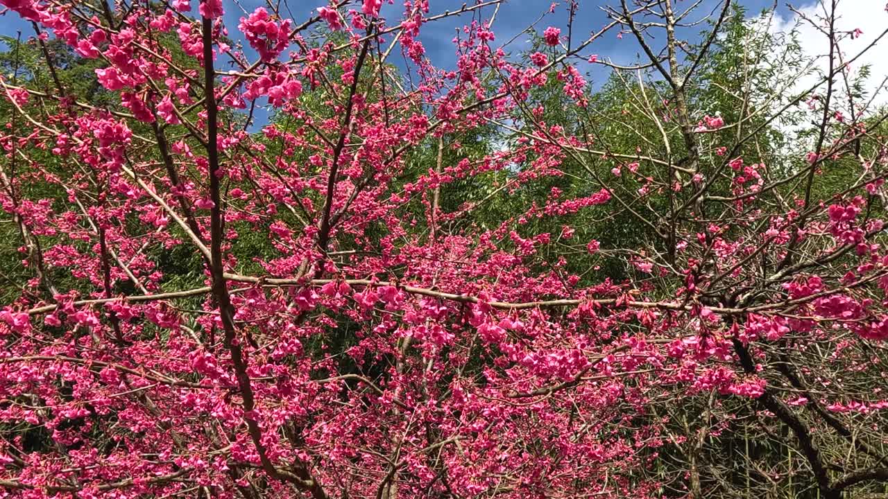 un lapso de tiempo de un árbol floreciendo en primavera.