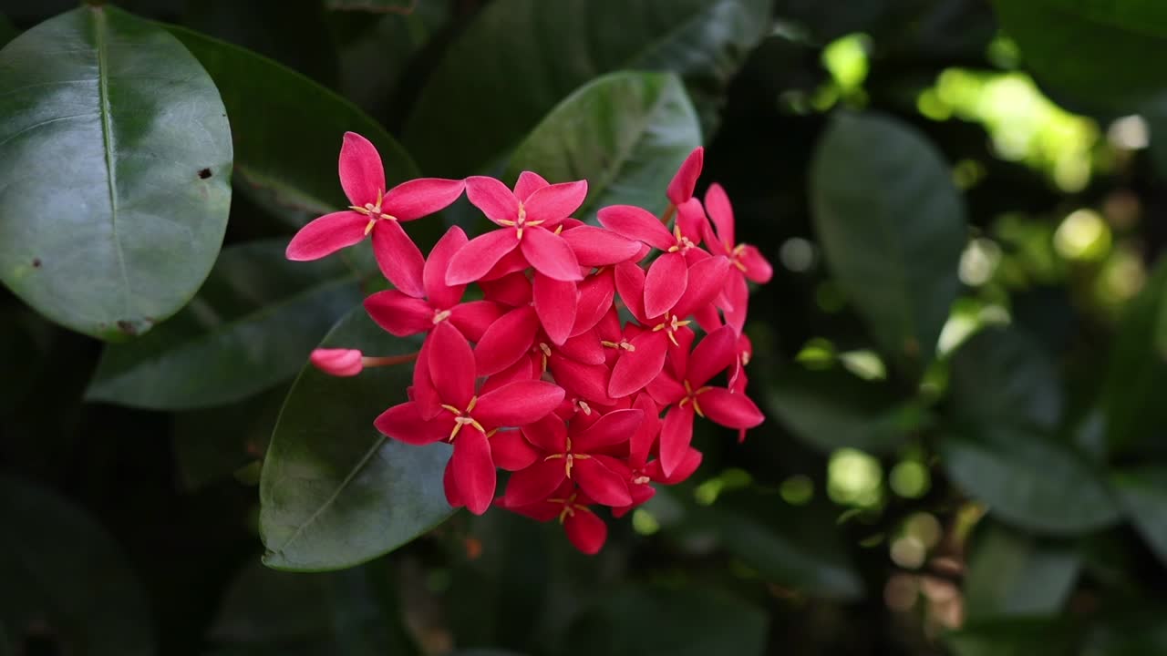 las flores de ixora se balancean suavemente en la brisa.