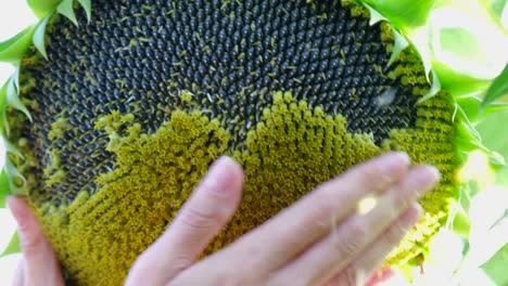 close up of a sunflower with seeds