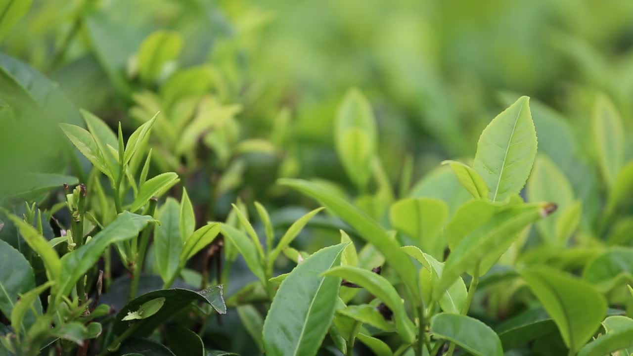 스리랑카 내산의 알려지지 않은 차 농장에서 녹차 신선한 잎