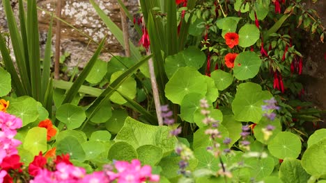 colorful flowers and lush greenery in a garden