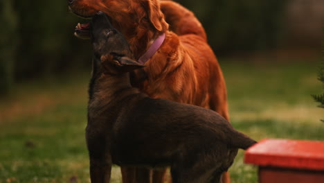 a cute belgian malinois puppy trying to play with a golden retriever dog