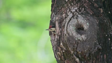 Looking-out-of-its-nest,-a-whole-new-world,-then-goes-inside,-Speckle-breasted-Woodpecker-Dendropicos-poecilolaemus,-Thailand