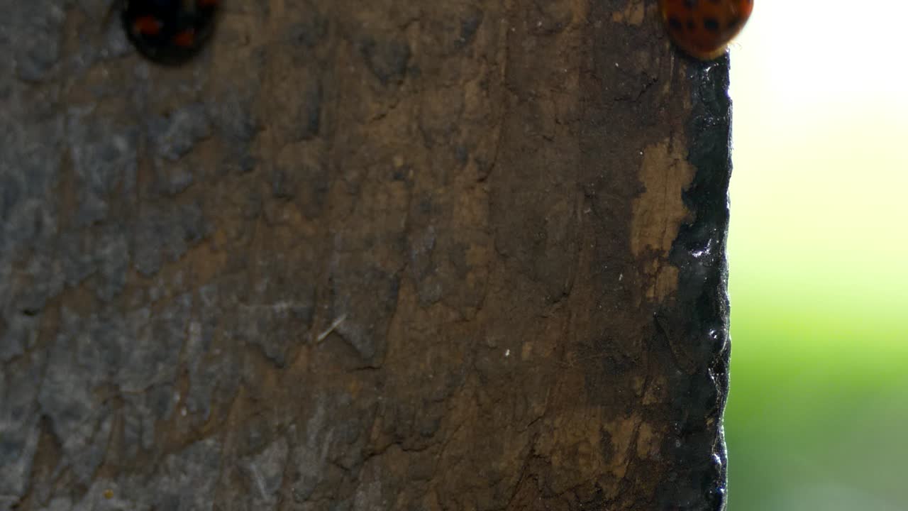 dos mariquitas suben por una tabla de madera en busca de áreas para hibernar