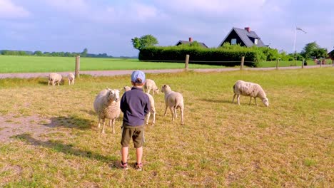 young boy is feeding the sheep and taking care of the sheep during summer in sweden