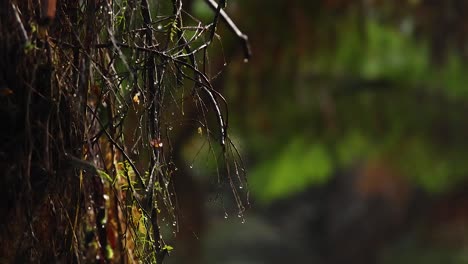 close-up of tree with dripping water