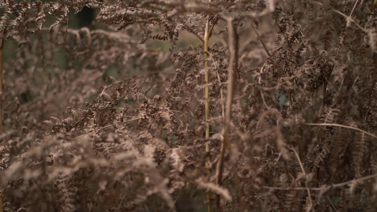 영어 숲에서 황금으로 변하는 고사리 패닝 샷을 닫습니다.