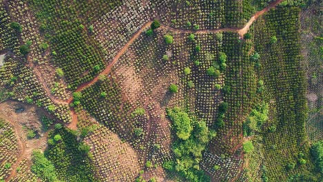 Toma-Ascendente-De-Arriba-Hacia-Abajo-De-Una-Plantación-Vietnamita