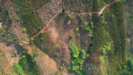 tomada ascendente de arriba hacia abajo de una granja de plantación vietnamita