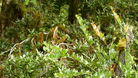 Vistas-Espectaculares-De-Pájaros-En-Los-Bosques-Verdes