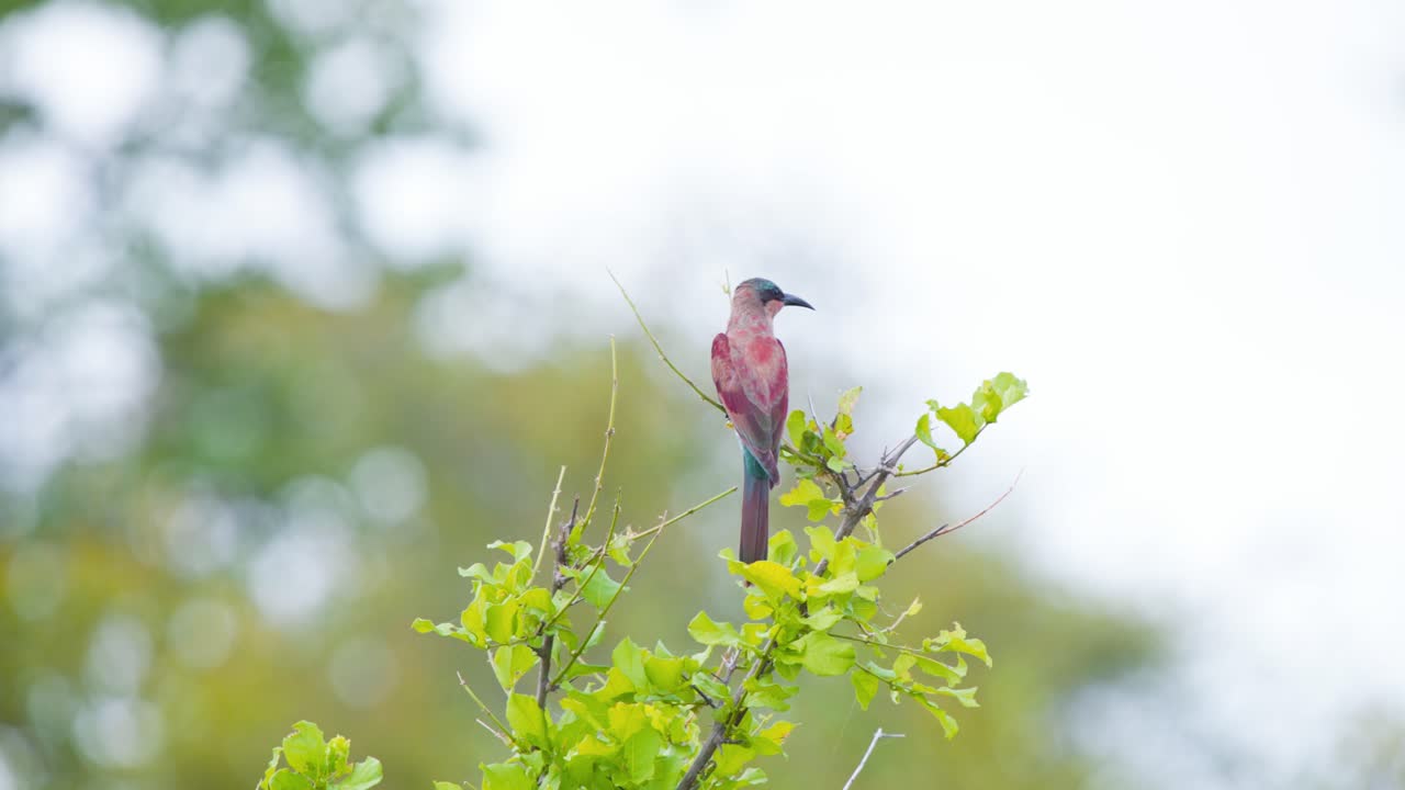 pájaro comedor de abejas carmín del sur encaramado en una rama de árbol y volando