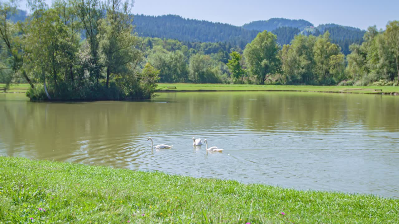 lovely couple cycling along the lake with white swans. Slow motion panning