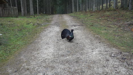 capercaillie makes a breeding display