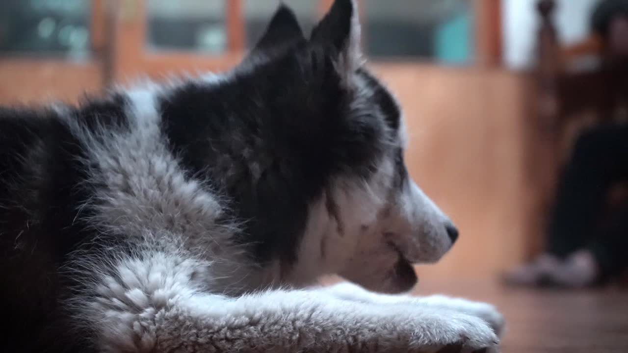 raza de perro husky siberiano tumbado en el suelo de madera mientras come