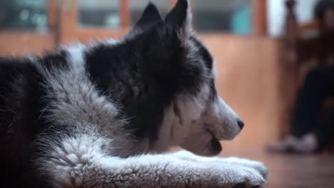 siberian husky dog breed lying on wooden floor while eating