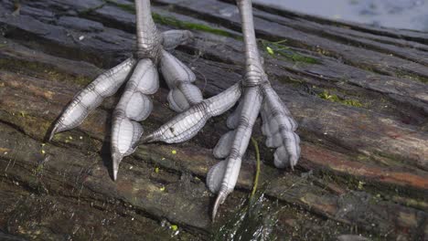 webbed feet of a australian coot bird standing on a log - close up