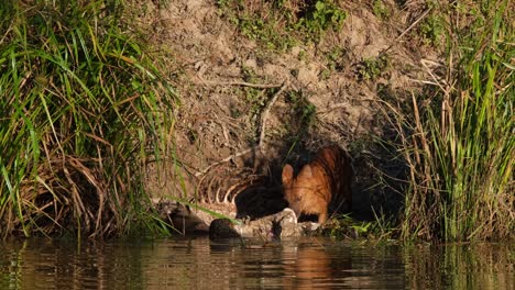 asiatic wild dog or dhole, cuon alpinus seen pulling some meat from the carcass of the deer then looks towards the camera as the asian monitor lizard eats, khao yai national park, thailand